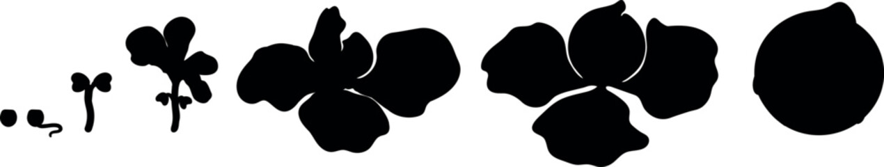 Black silhouette of life cycle of cabbage plant from planting a seed and sprout to harvesting the head of cabbage isolated on white background	