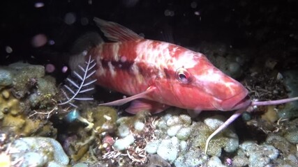 dash-and-dot goatfish