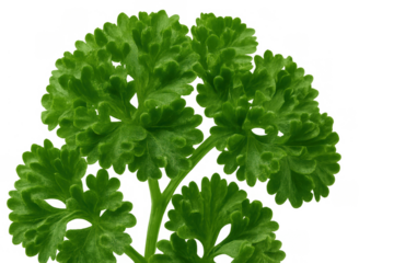 Curly parsley sprig with fresh green leaves ready for culinary use, garnishing, and adding flavor. Transparent background