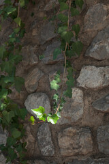 green ivy on stone wall