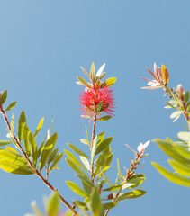 Red bottlebrush blooming tree