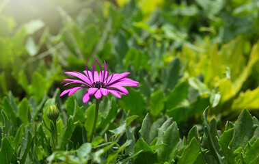 Cape daisy or blue-eyed daisy pink flower and flower bud