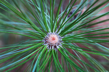 Top View of Growing Pine Cone