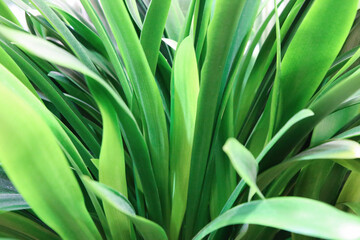 Chlorophytum comosum Lemon green background