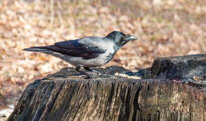 Obraz premium black winged blackbird