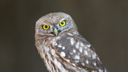 great horned owl