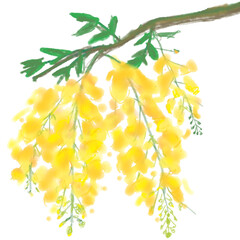 Golden shower flower illustration with delicate yellow blossoms, tropical floral design symbolizing happiness, prosperity, and natural beauty. Clean and elegant botanical artwork.