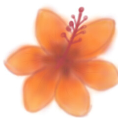 flower isolated on white background