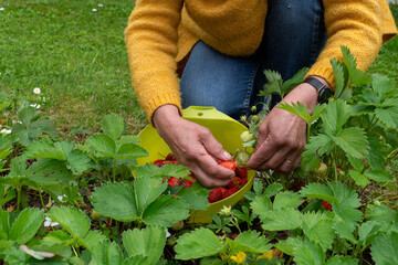 Woman is picking strawberries in a garden