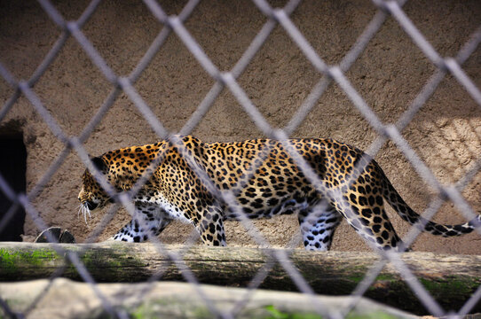 Ostrava - Zoo - Lampart spacerujący za siatkowym wybiegiem w zoo, prezentujący swoją cętkowaną sierść i pełen gracji ruch.
