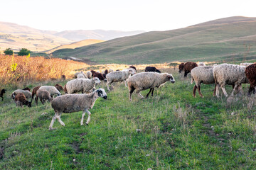 A large flock of wool sheep grazing in a green field in the countryside in summer, sunset sky background