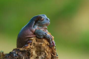 Australian green tree frog, detail portrait, The green tree frog was the first Australian frog to be scientifically described..  Litoria caerulea.