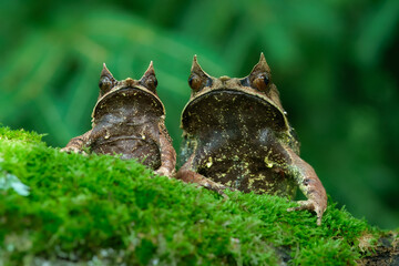 Long-nosed horned frog, also known as the Malayan horned frog or Malayan leaf frog is a species of frog restricted to the rainforest areas. Pelobatrachus nasutus.