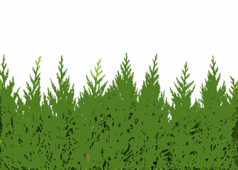 Green evergreen trees border with white background