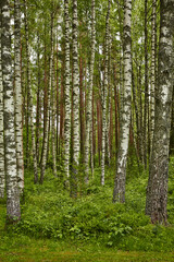 Fototapeta premium Birch forest showing tall white trunks and vibrant greenery