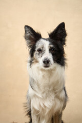 A focused Border Collie sits with a direct look in a softly lit beige room.