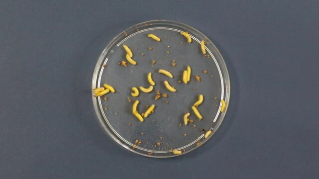Live larvae in motion, removed from the rare and successful fruit. Wild fruits of the Cerrado bacupari, or bacupariz&atilde;o, Garcinia gardneriana, Tontelea micrantha, Capiru&ccedil;u. Edible and very tasty fruit.