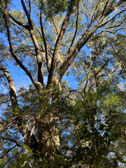 Obraz premium A giant tree in the Ocala forest