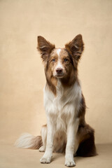 A brown and white Border Collie poses upright on a neutral colored set.