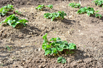 Strawberry seedlings Growing in a Garden Bed in sunlight