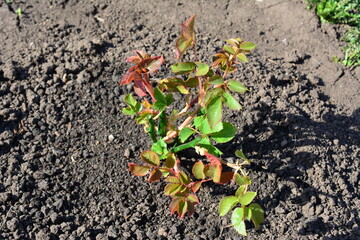 Young rose plant thriving in dark garden soil in sunny day