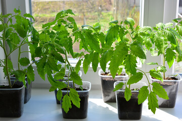 Fototapeta premium Young Tomato seedlings Growing on a Sunny Windowsill