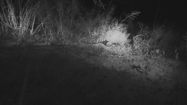 Temminck&rsquo;s Ground Pangolin,  Smutsia temminckii, under infrared light so as not to disturb the animal, infrared light , BW, B&W,  savannah, pangolin is digging, pangolin, Okongjima reserve