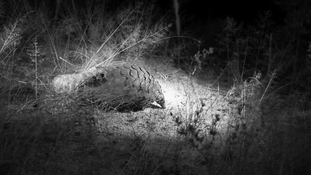 Temminck&rsquo;s Ground Pangolin,  Smutsia temminckii, under infrared light so as not to disturb the animal, infrared light , BW, B&W,  savannah, pangolin is digging, pangolin, Okongjima reserve