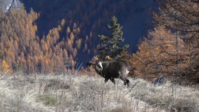 Rupicapra rupicapra, chamois, fall, AUTUMN, search for food, close-up, Gran Paradiso National Park, Cogne, Valnontey, Valle d'Aosta, Italy, no people,