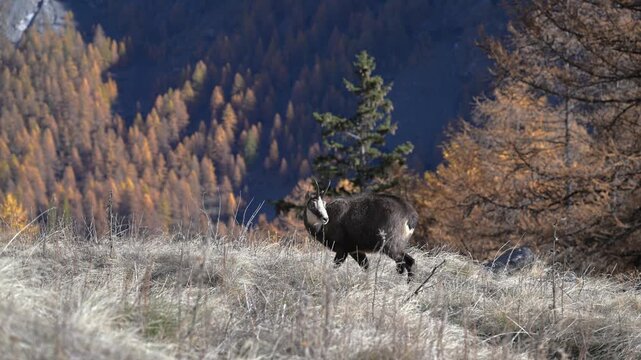 Rupicapra rupicapra, chamois, fall, AUTUMN, search for food, close-up, Gran Paradiso National Park, Cogne, Valnontey, Valle d'Aosta, Italy, no people,
