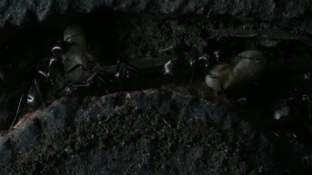 ANT CARRYS PUPA IN DARK OF ANTHILL, DARK , ANTHILL , ants,  artificial anthill, inside anthill, ant hill, Cogne, Gran Paradiso National Park, Italy