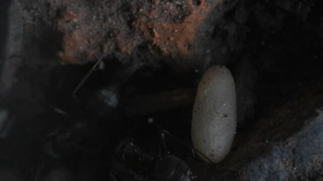 ANT CARRYS PUPA IN DARK OF ANTHILL, DARK , ANTHILL , ants,  artificial anthill, inside anthill, ant hill, Cogne, Gran Paradiso National Park, Italy