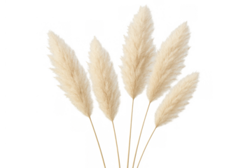 Dried pampas grass plumes showing soft feathery texture and natural beige coloration, perfect for rustic or bohemian decoration
