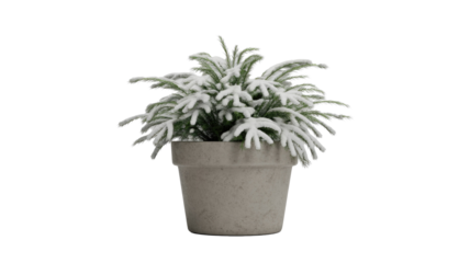 A small potted evergreen plant, branches covered in snow, sitting in a grey textured pot, perfect for winter or holiday decor. background removed