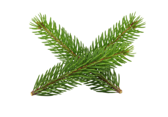 Crossed Pine Branches in Minimalist Composition