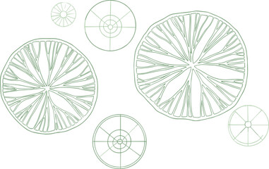Green citrus slice illustration, lime lemon cross-section, radial segment pattern, geometric fruit design, organic texture, vector botanical symmetry