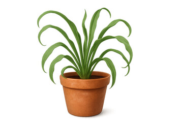 Obraz premium Houseplant with long green leaves in a terracotta pot on a transparent background, depicting indoor gardening and botanical decor