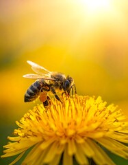 Close-up of honeybee gathering nectar from bright yellow flower