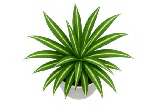 Spider plant drawing with green variegated leaves in a white pot, illustrating indoor gardening and nature - Powered by Adobe