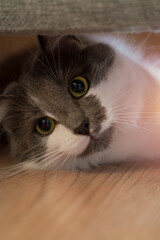 Fluffy house cat lying under the bed