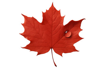 Red maple leaf with a clear water drop, symbolizing autumn season change, nature, and the changing environment, isolated on transparent background