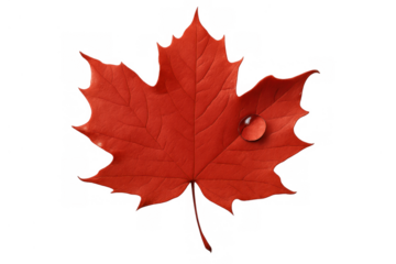 Red maple leaf with a clear water drop, symbolizing autumn season change, nature, and the changing environment, isolated on transparent background