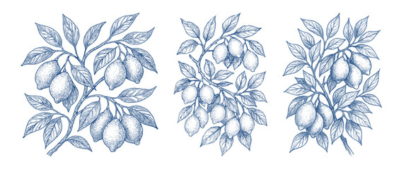 Set of detailed blue line art illustrations of lemon branches with leaves and fruit