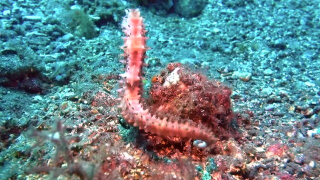 A common seahorse floats gracefully among the coral and seagrass during a daytime dive in Bali