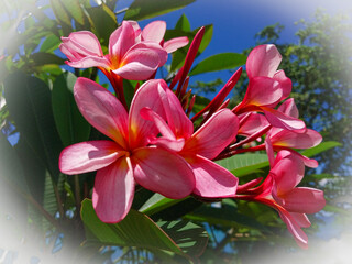 Beautifully blooming frangipani flowers. There are yellow, white and pink. Bunga Kamboja