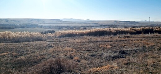 forest in the morning