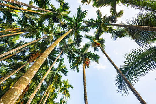 A areca palm grove in Qiongzhong, Hainan in the afternoon