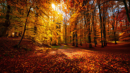 Fototapeta premium autumn in the park