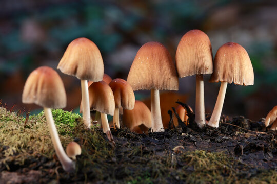 A Group Of Ink Cap Fungi (Coprinellus) Standing On A Log. Macro Shot Of Forest Decomposers In Autumn.