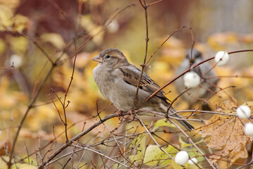 An autumn sketch with sparrows. House sparrows on the bush of Common snowberry (Symphoricarpos albus).